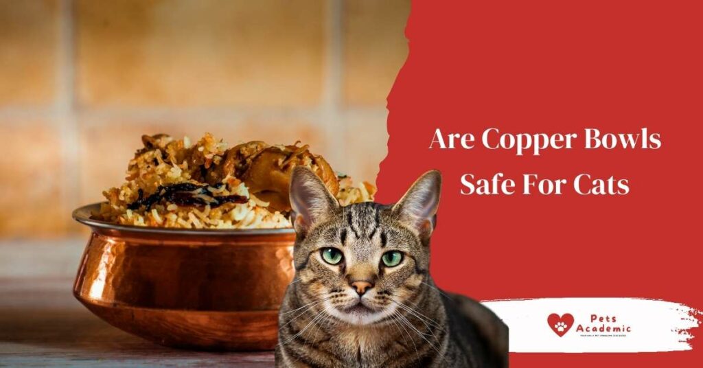 Are Copper Bowls Safe For Cats?