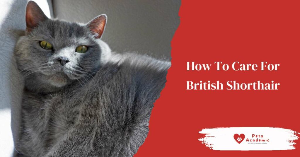 How To Care For British Shorthair?