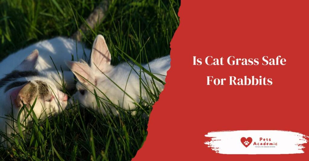 Is Cat Grass Safe For Rabbits?