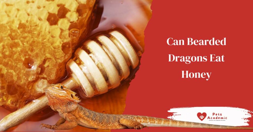 Can Bearded Dragons Eat Honey