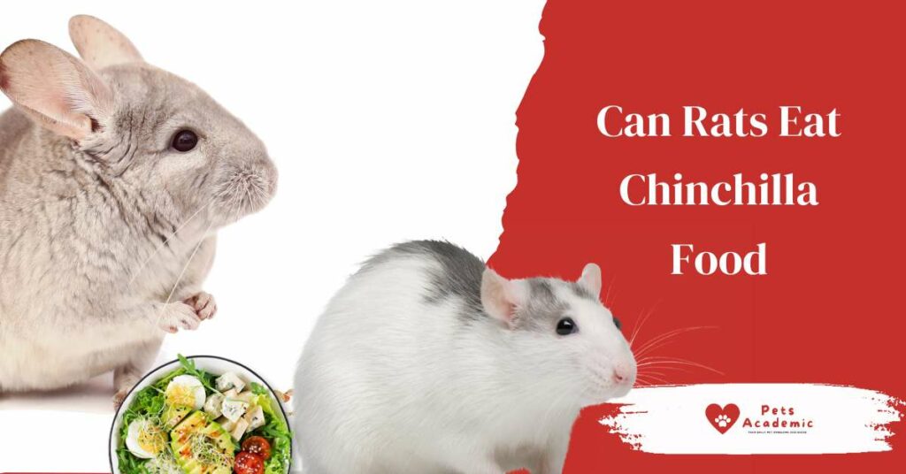 Can Rats Eat Chinchilla Food