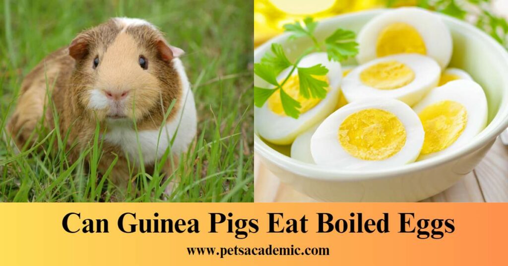 Can Guinea Pigs Eat Boiled Eggs