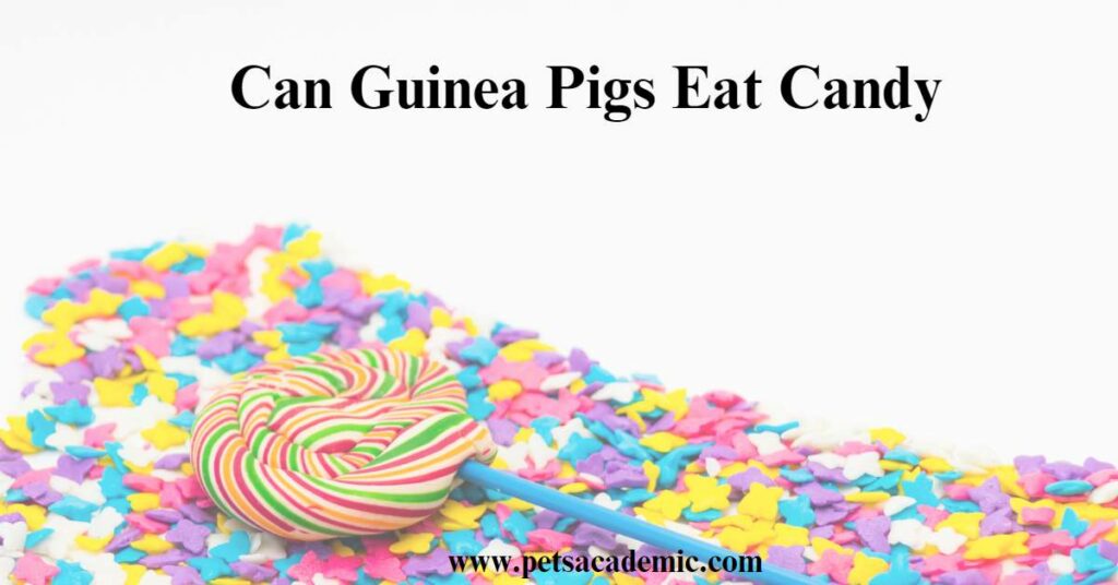 Can Guinea Pigs Eat Candy