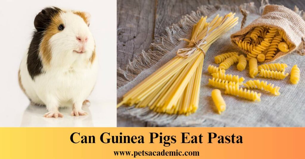 Can Guinea Pigs Eat Pasta