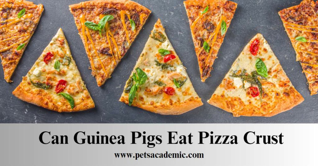 Can Guinea Pigs Eat Pizza Crust