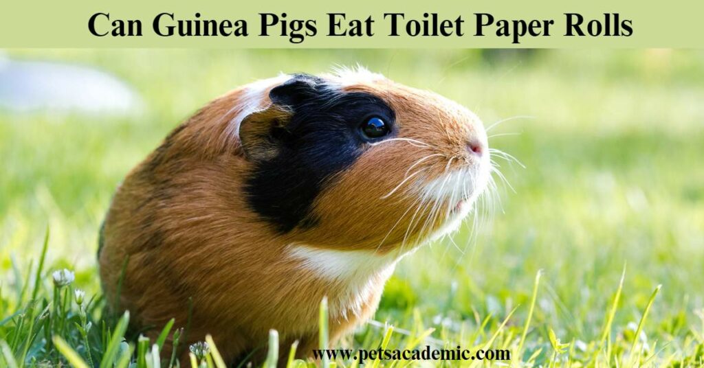Can Guinea Pigs Eat Toilet Paper Rolls