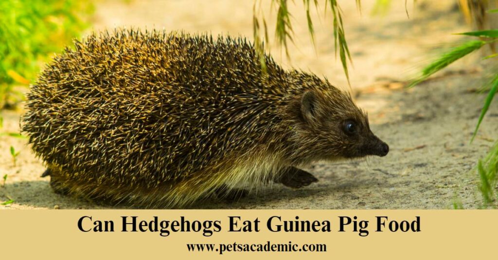 Can Hedgehogs Eat Guinea Pig Food
