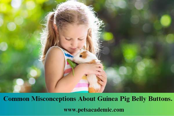 Common Misconceptions About Guinea Pig Belly Buttons