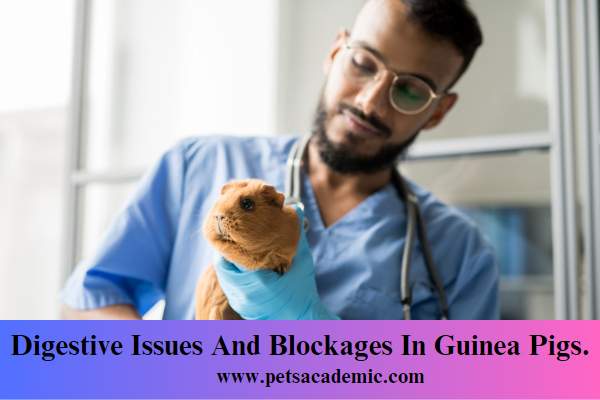 Digestive Issues And Blockages In Guinea Pigs