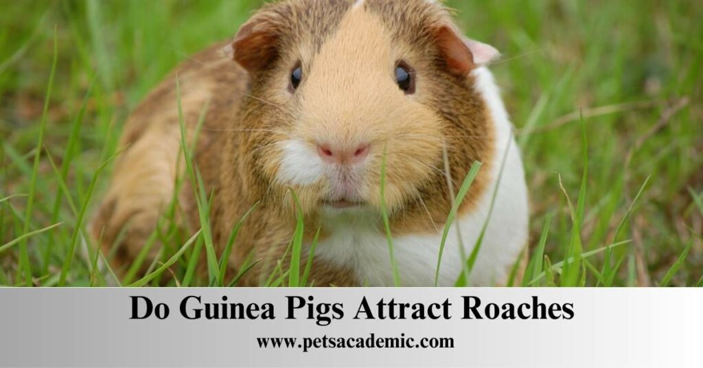 Do Guinea Pigs Attract Roaches