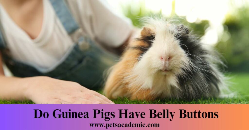 Do Guinea Pigs Have Belly Buttons