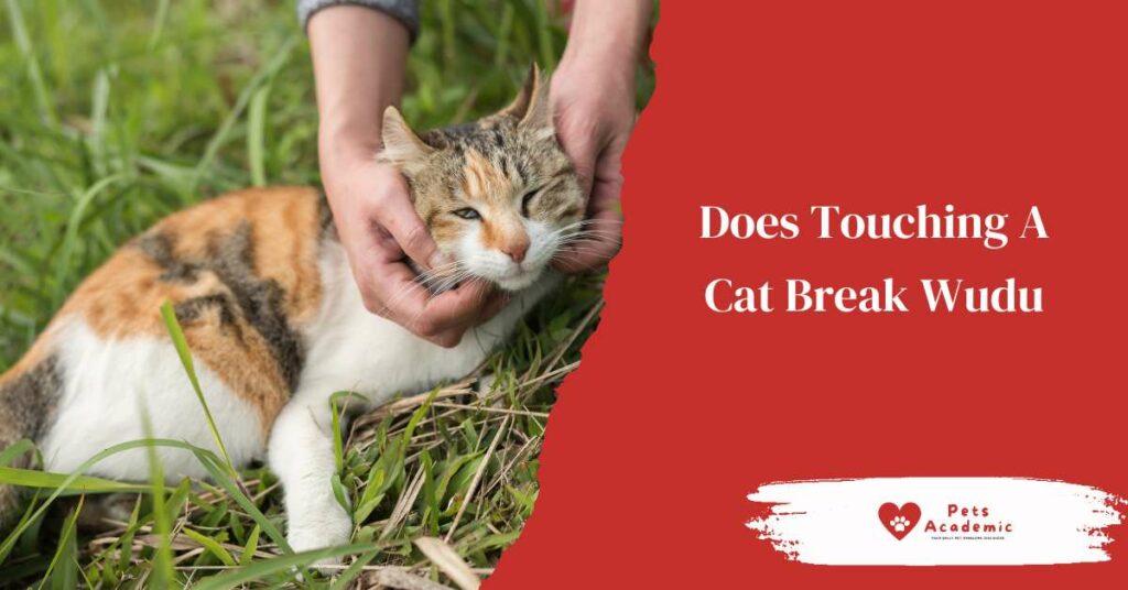 Does Touching A Cat Break Wudu?