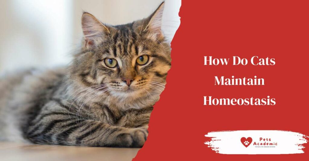 How Do Cats Maintain Homeostasis?