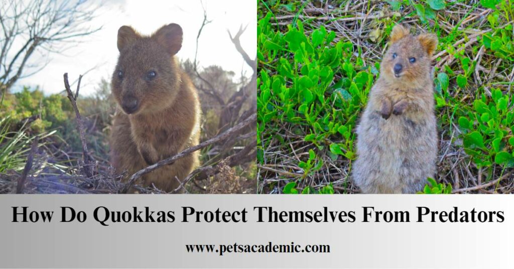 How Do Quokkas Protect Themselves