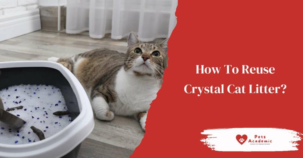How To Reuse Crystal Cat Litter?
