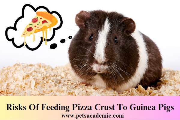Risks Of Feeding Pizza Crust To Guinea Pigs