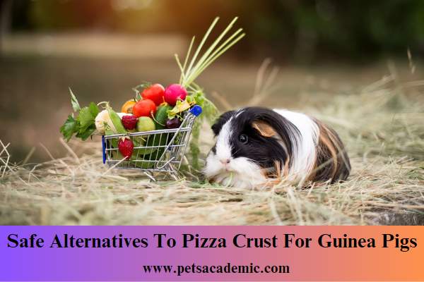 Safe Alternatives To Pizza Crust For Guinea Pigs
