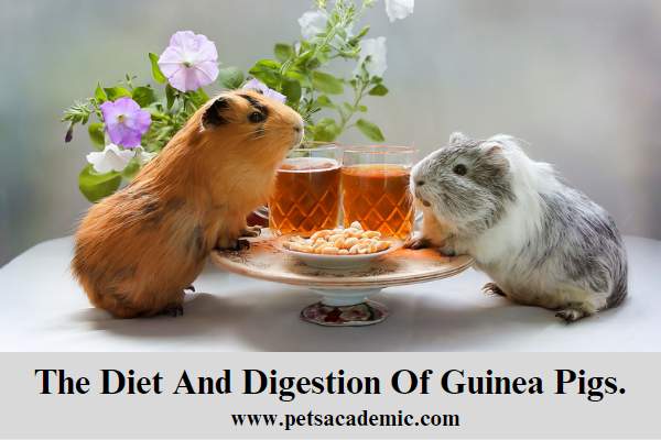 The Diet And Digestion Of Guinea Pigs.