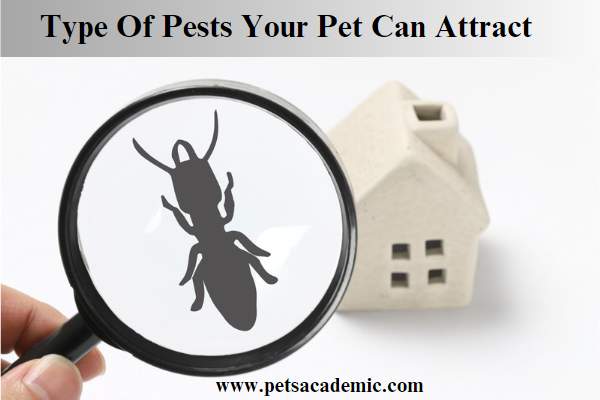Type Of Pests Your Pet Can Attract