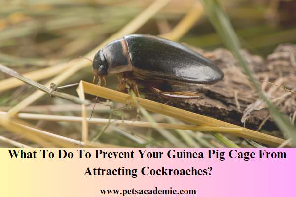 What To Do To Prevent Your Guinea Pig Cage From Attracting Cockroaches?