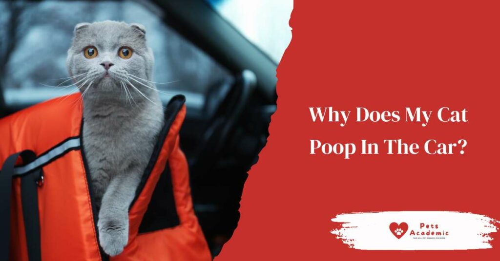 Why Does My Cat Poop In The Car?