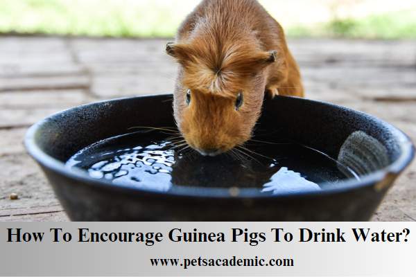 How To Encourage Guinea Pigs To Drink Water?