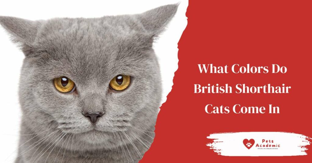 What Colors Do British Shorthair Cats Come In