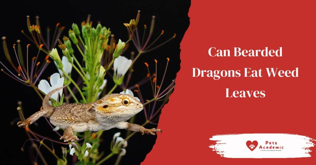 Can Bearded Dragons Eat Weed Leaves
