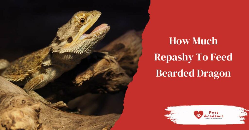 How Much Repashy To Feed Bearded Dragon