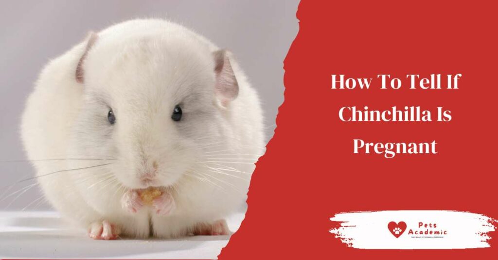 How To Tell If Chinchilla Is Pregnant