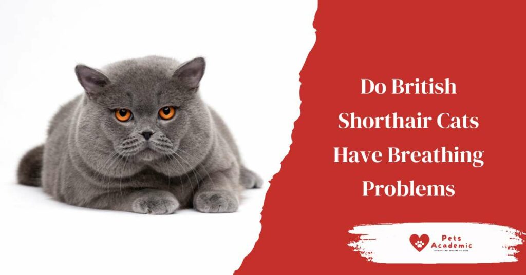 Do British Shorthair Cats Have Breathing Problems