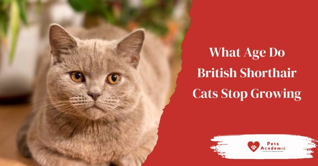 What Age Do British Shorthair Cats Stop Growing