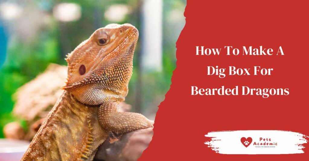 How To Make A Dig Box For Bearded Dragons