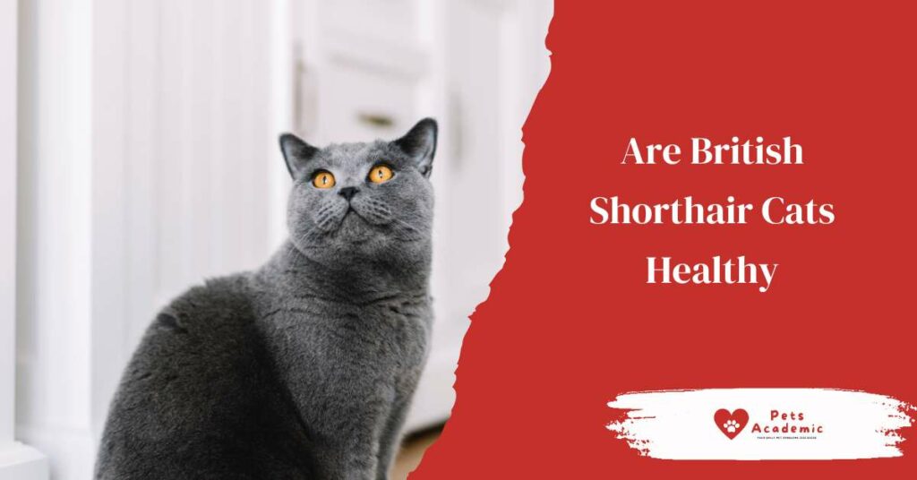 Are British Shorthair Cats Healthy