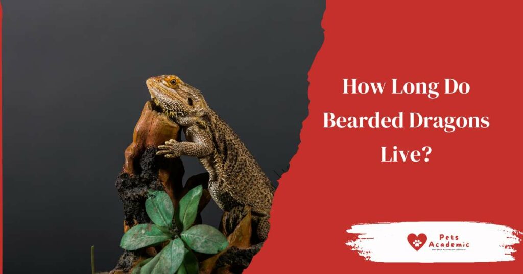 How Long Do Bearded Dragons Live?