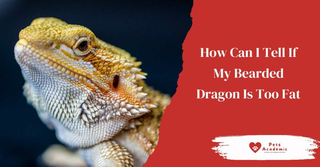 How Can I Tell If My Bearded Dragon Is Too Fat