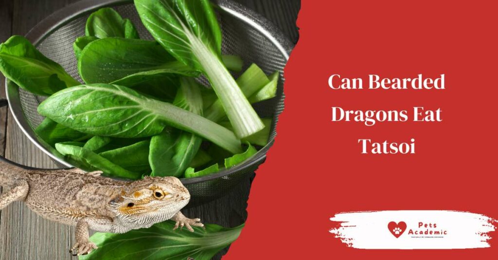 Can Bearded Dragons Eat Tatsoi