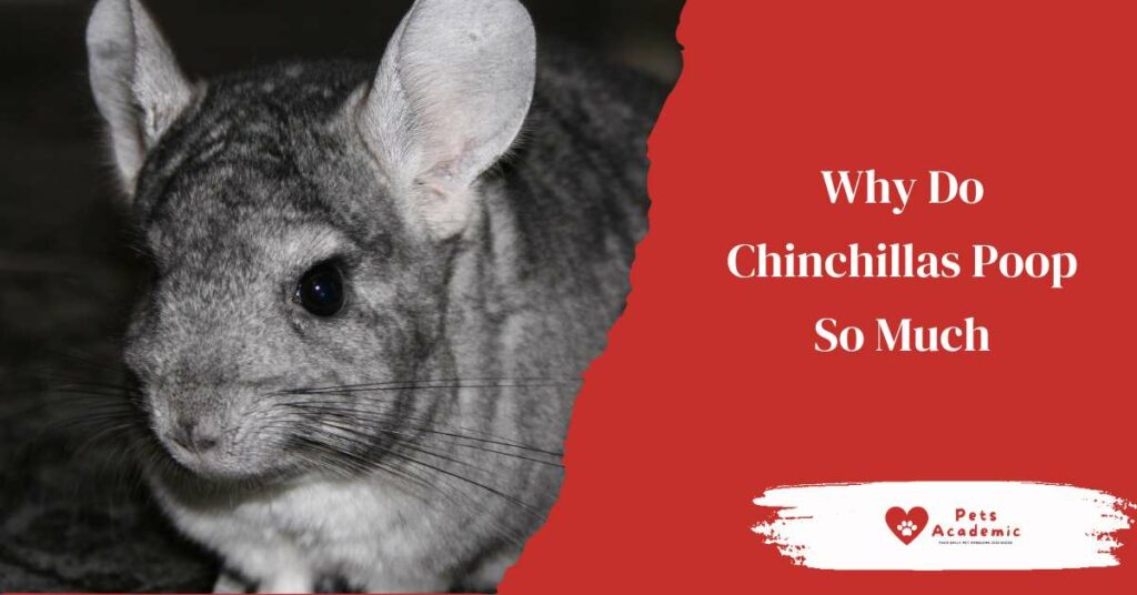 Why Do Chinchillas Poop So Much