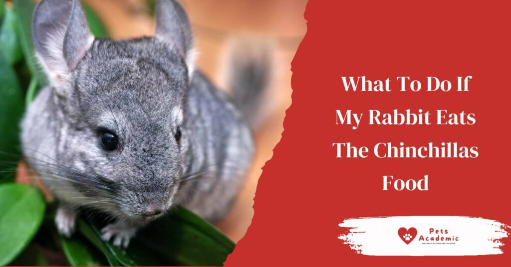 What To Do If My Rabbit Eats The Chinchillas Food