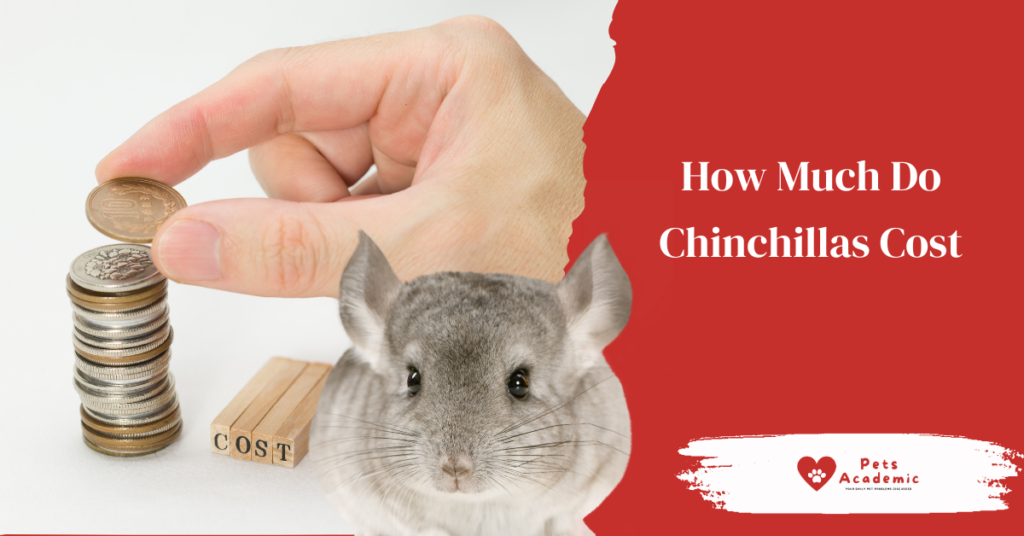 How Much Do Chinchillas Cost