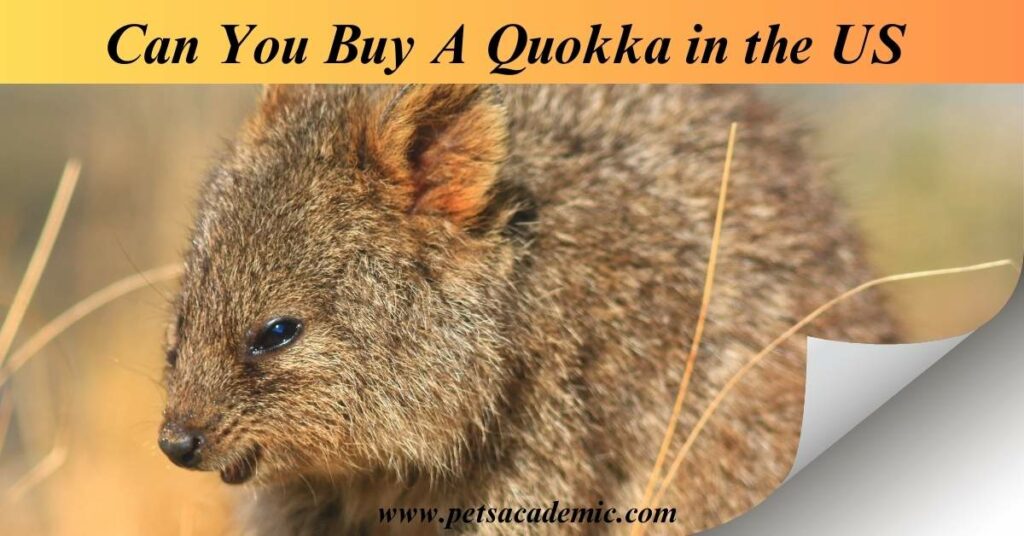 Can You Buy A Quokka In US