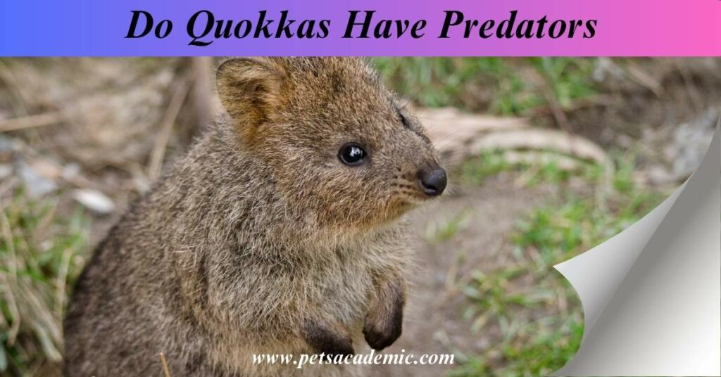 Do Quokkas Have Predators