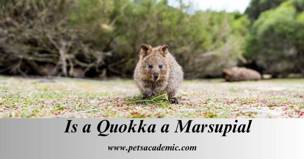 Is a Quokka a Marsupial