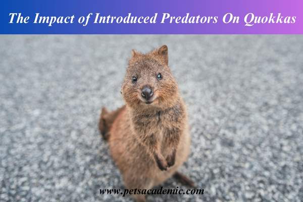 The Impact of Introduced Predators On Quokkas