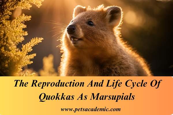 The Reproduction And Life Cycle Of Quokkas As Marsupials