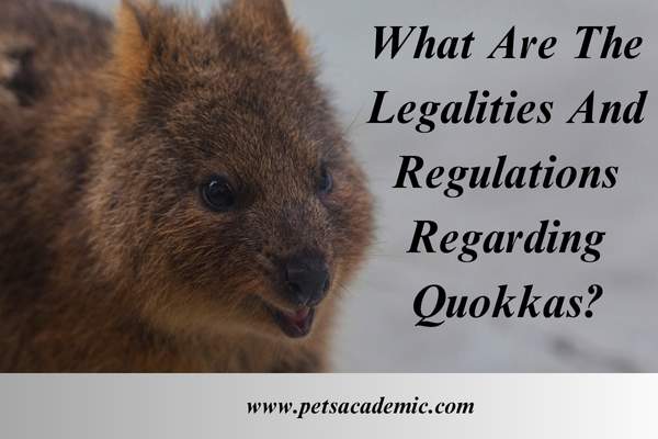 What Are The Legalities And Regulations Regarding Quokkas