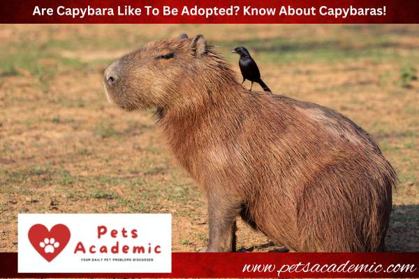 Are Capybara Like To Be Adopted? Know About Capybaras!