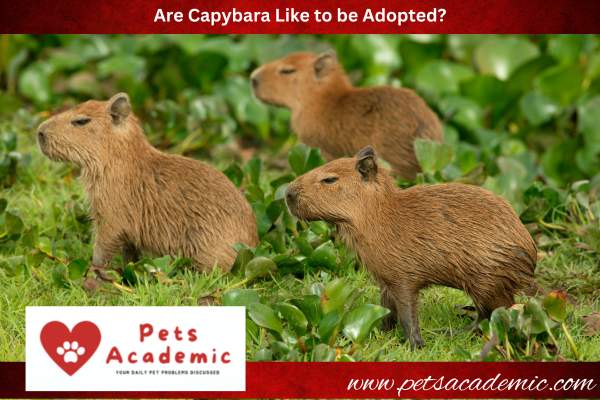 Are Capybara Like to be Adopted?
