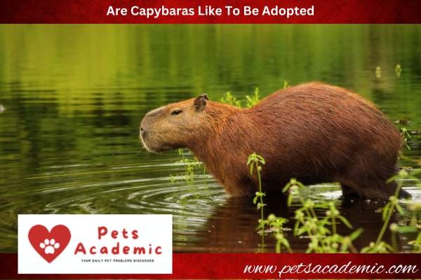 Are Capybaras Like To Be Adopted