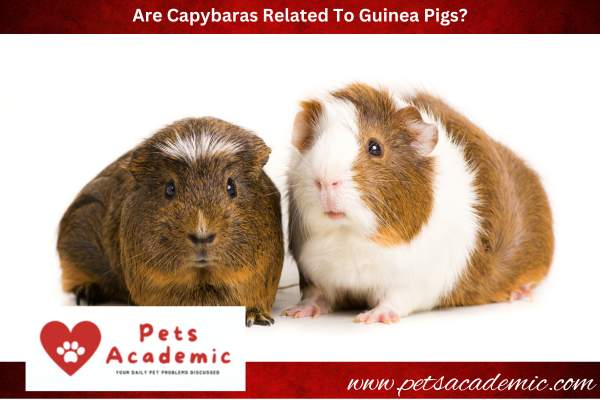 Are Capybaras Related To Guinea Pigs?